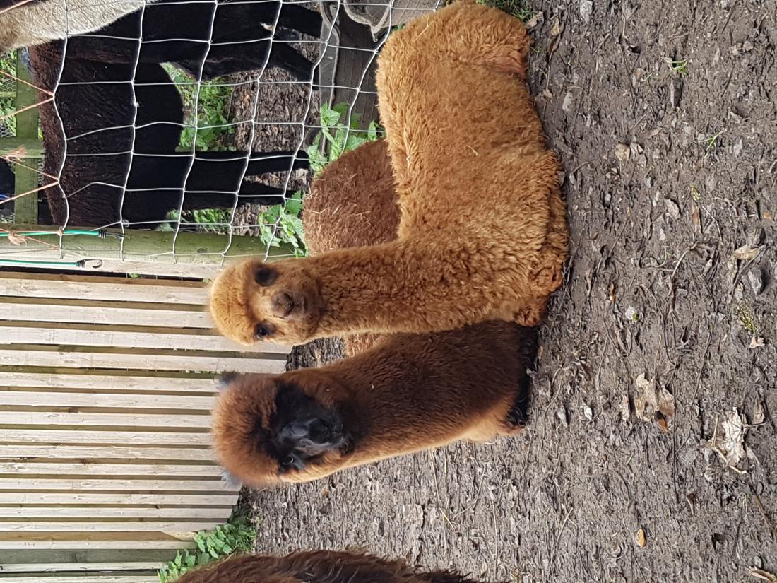 School Holiday Alpaca Walks Hampshire