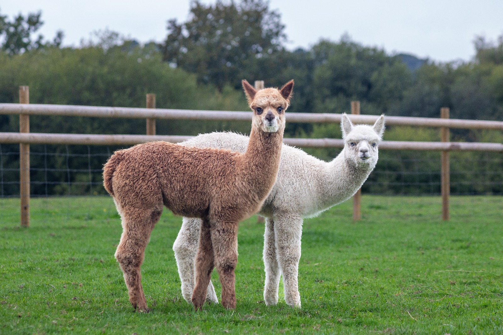 Baby Alpaca Cria Season 2026 — Complete Hampshire Guide