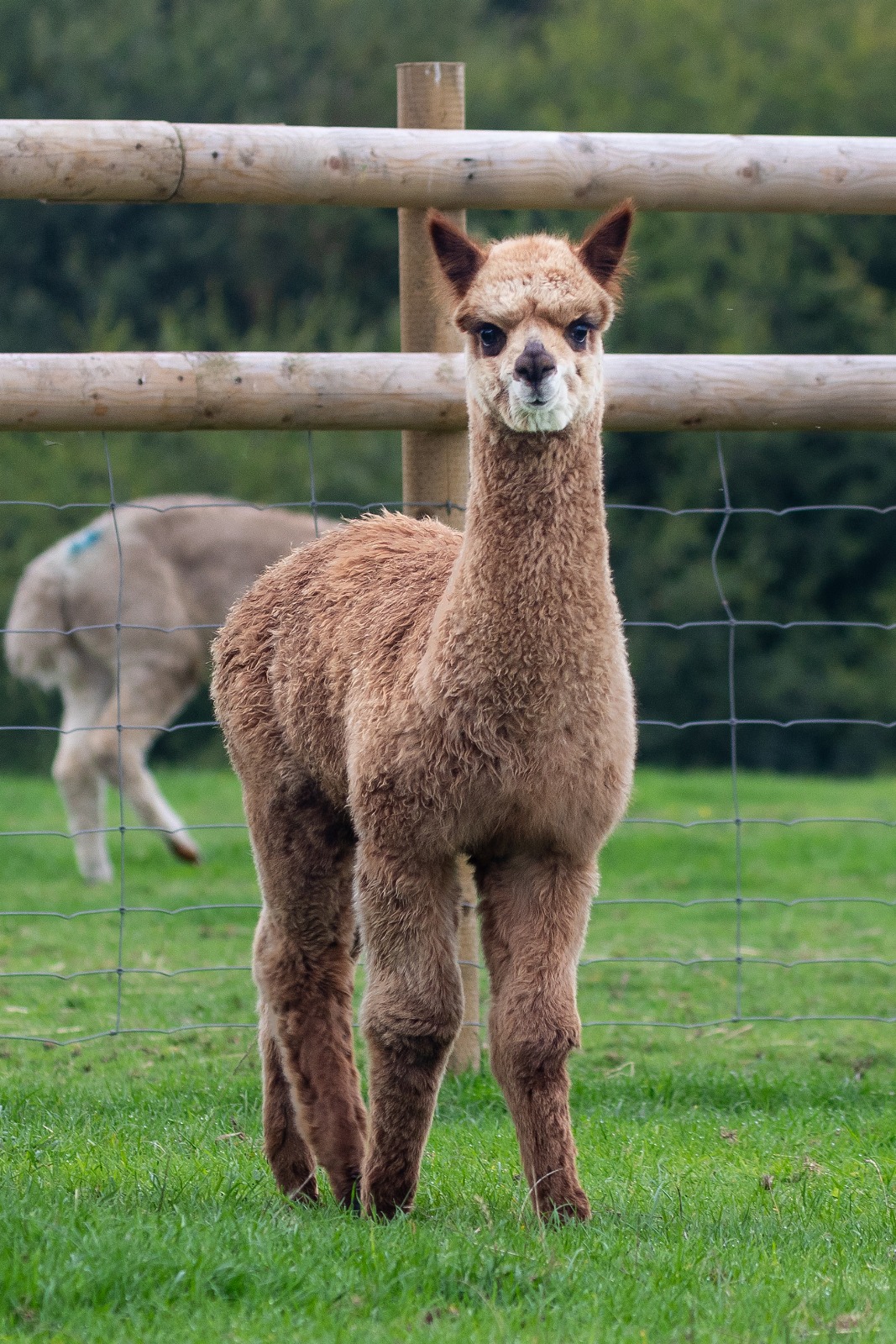 Adopt Hensting Chamomile - Bronze