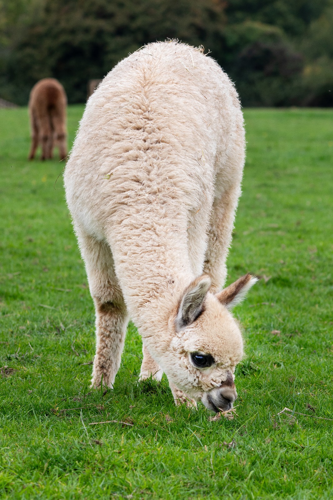 Adopt Hensting Daisy - Bronze
