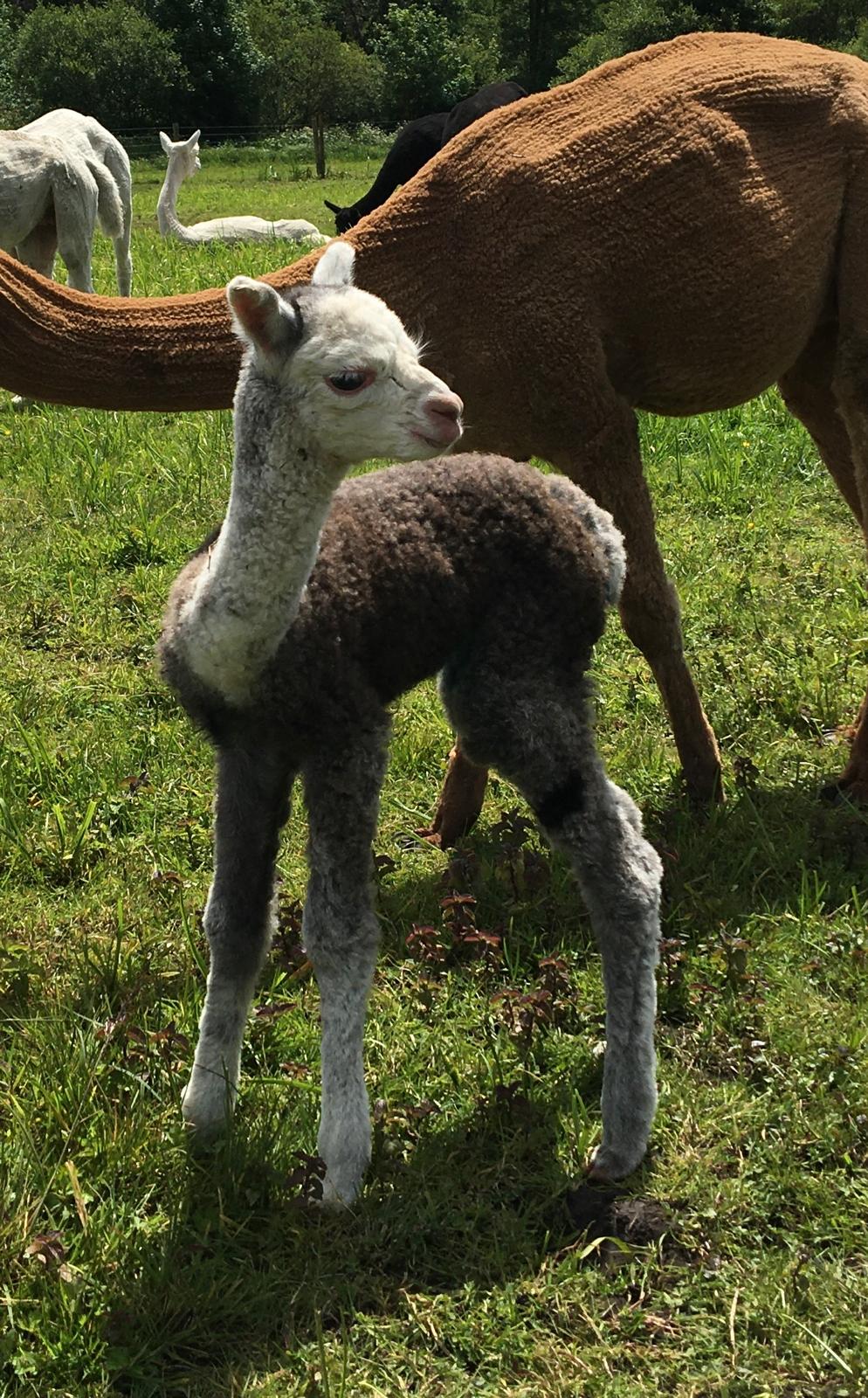 Adopt Hensting Luna - Bronze