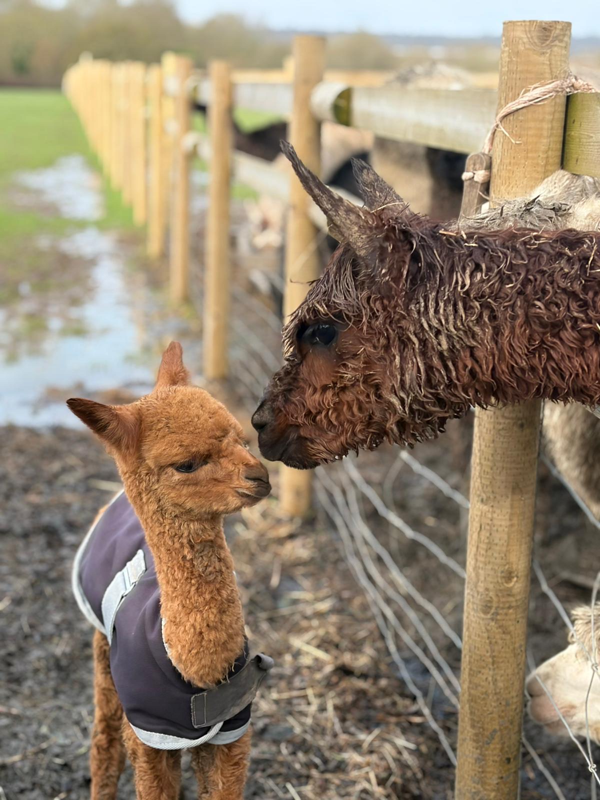 Hen Party Alpaca Walk Hampshire