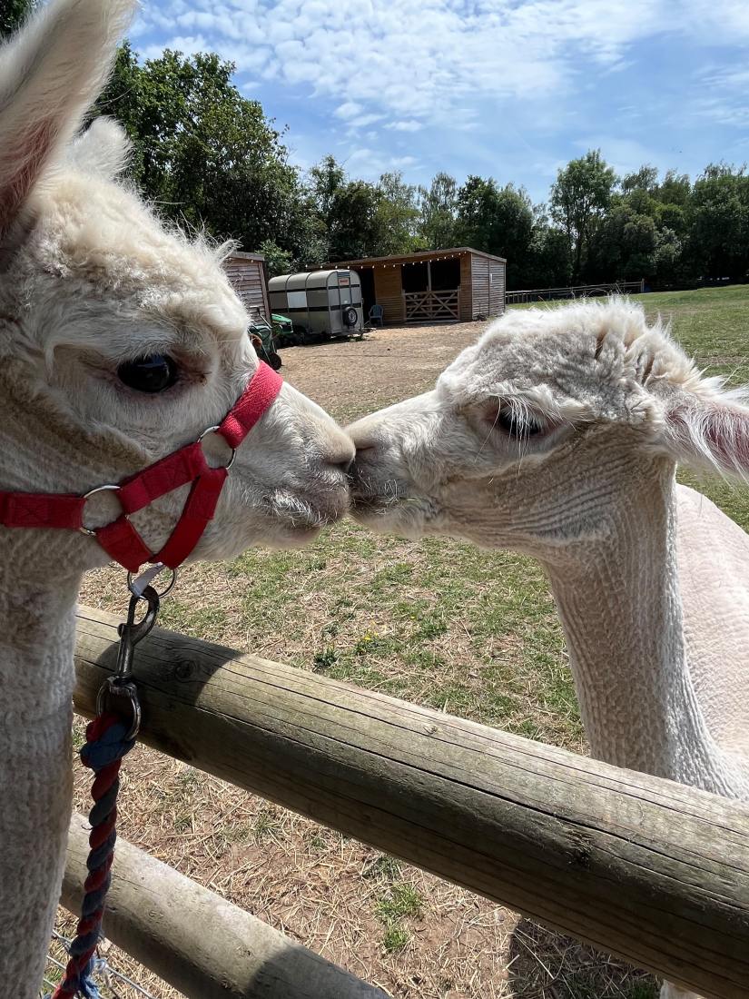 Birthday Alpaca Walk Hampshire