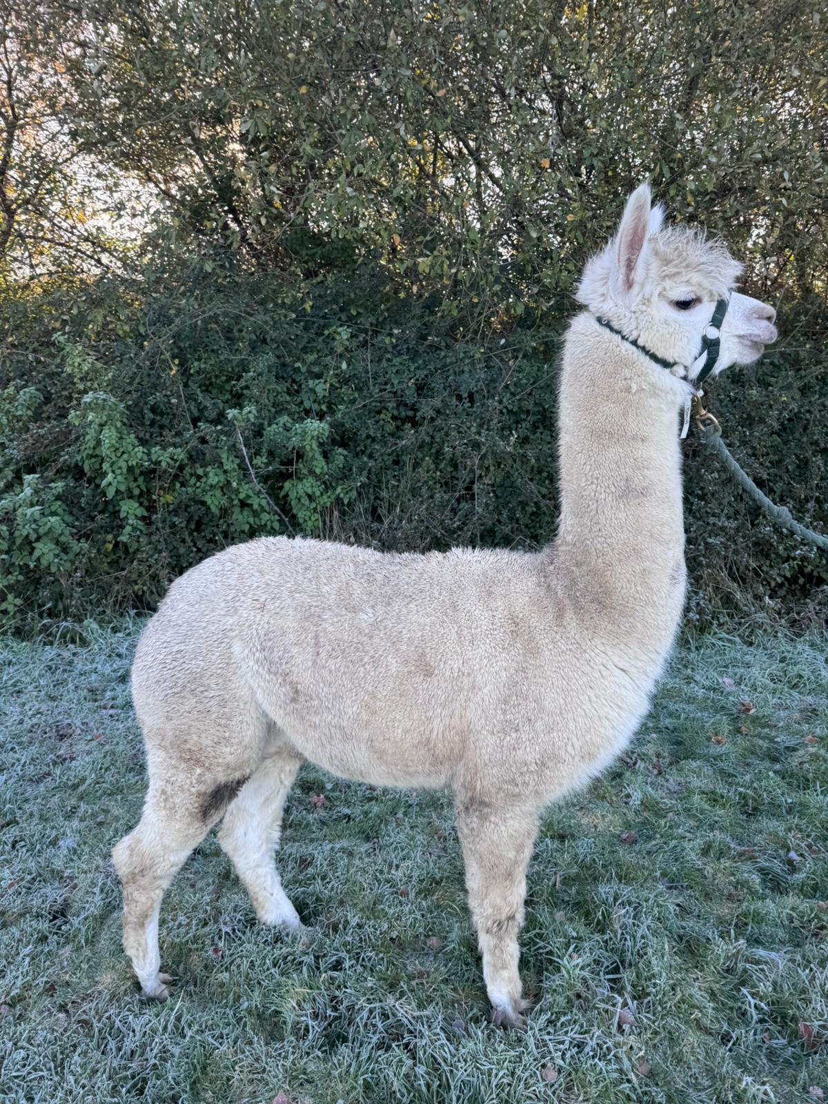 Hensting Abigail — white female alpaca for sale Hampshire, gentle breeding prospect, BAS UKBAS45727