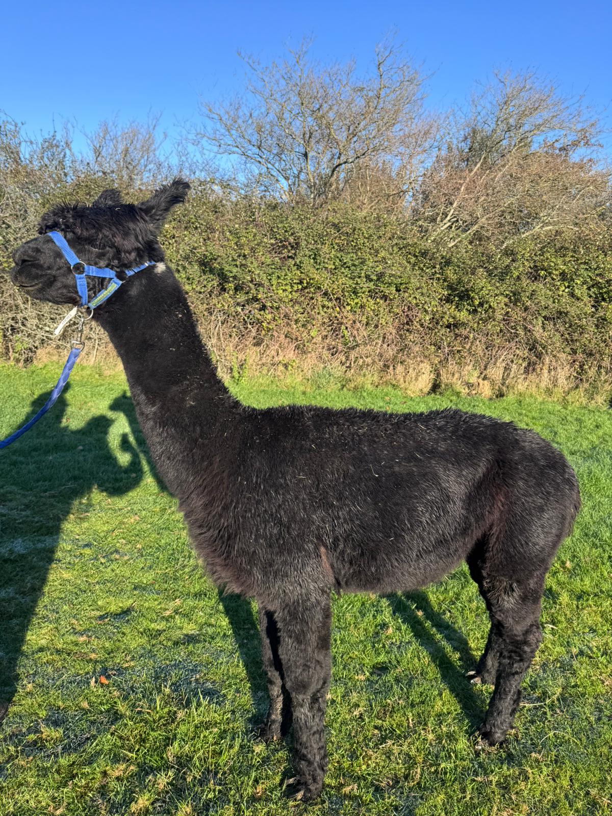 Hensting Ebony — true black Huacaya male alpaca Hampshire, Inca Grand Design bloodline, BAS BNBAS14523