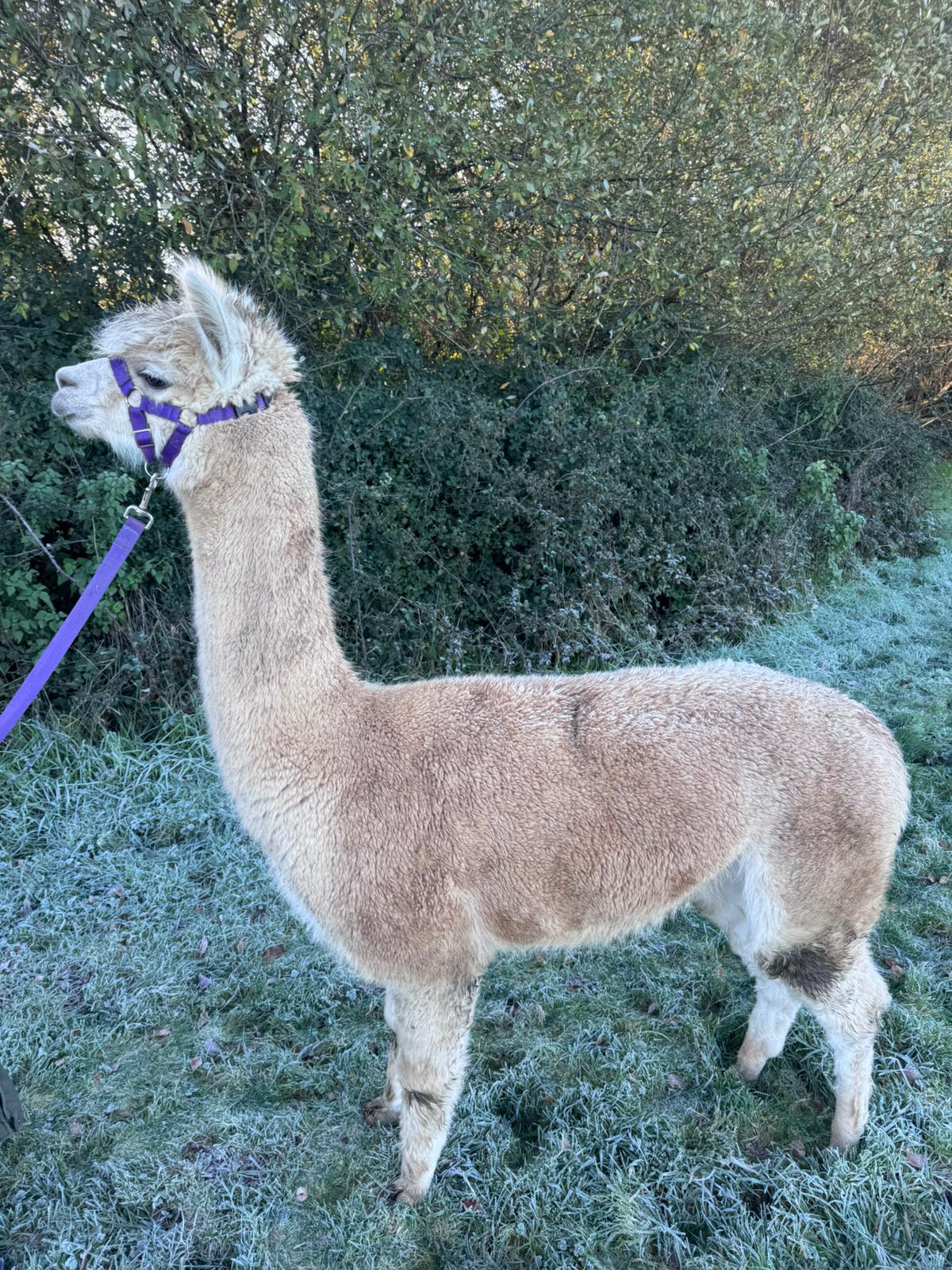 Hensting Fybelle — light fawn female alpaca Hampshire, white x fawn genetics, BAS UKBAS45729