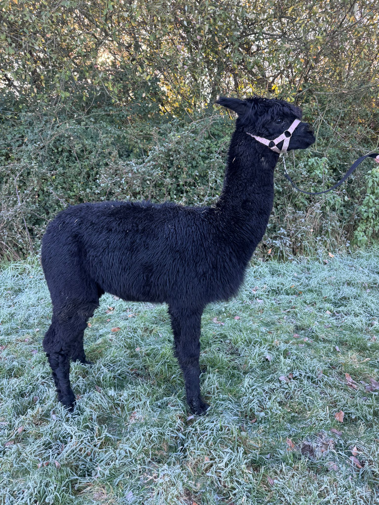 Hensting Galaxy II solid true black female alpaca for sale - rare small size UKBAS47983 Hampshire breeder
