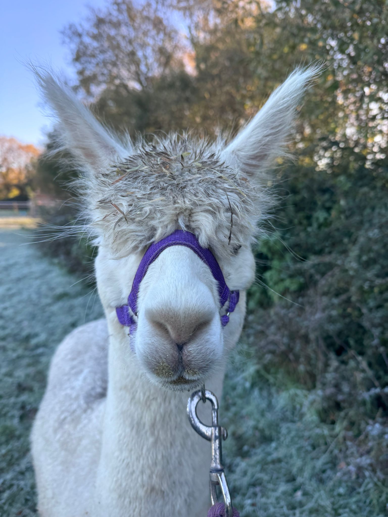Hensting Gemini solid white female alpaca for sale - UKBAS47984 white x black genetics Accoyo bloodlines Hampshire £2,100 sale price