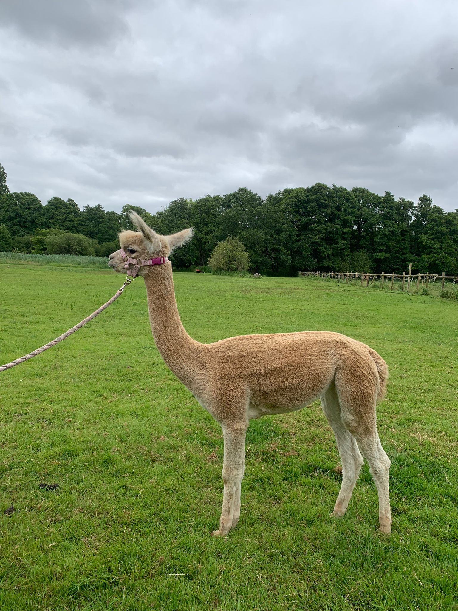 Alpaca Prices UK 2026: Complete Cost Guide for Buyers