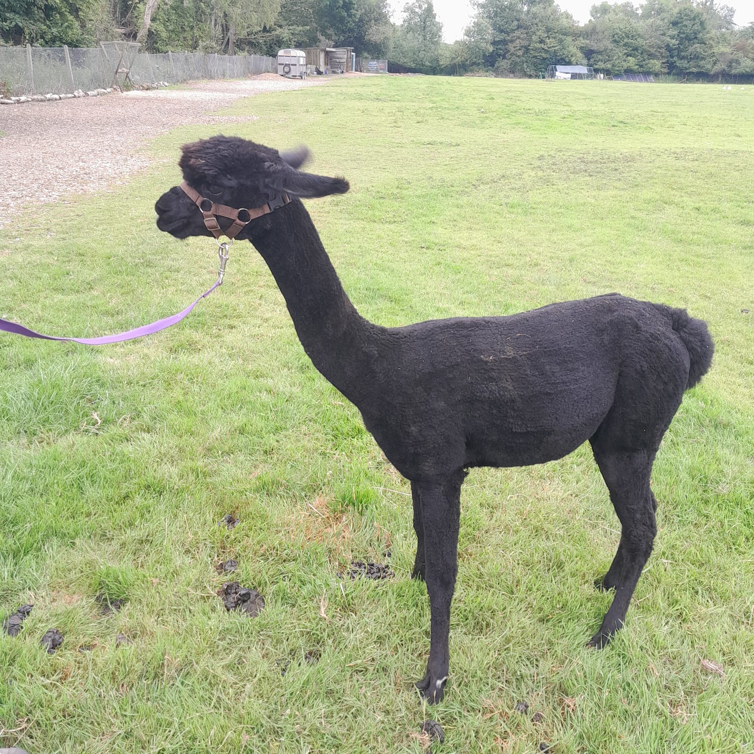 Best Alpaca Breeders Hampshire: Top 10 Farms Reviewed 2025