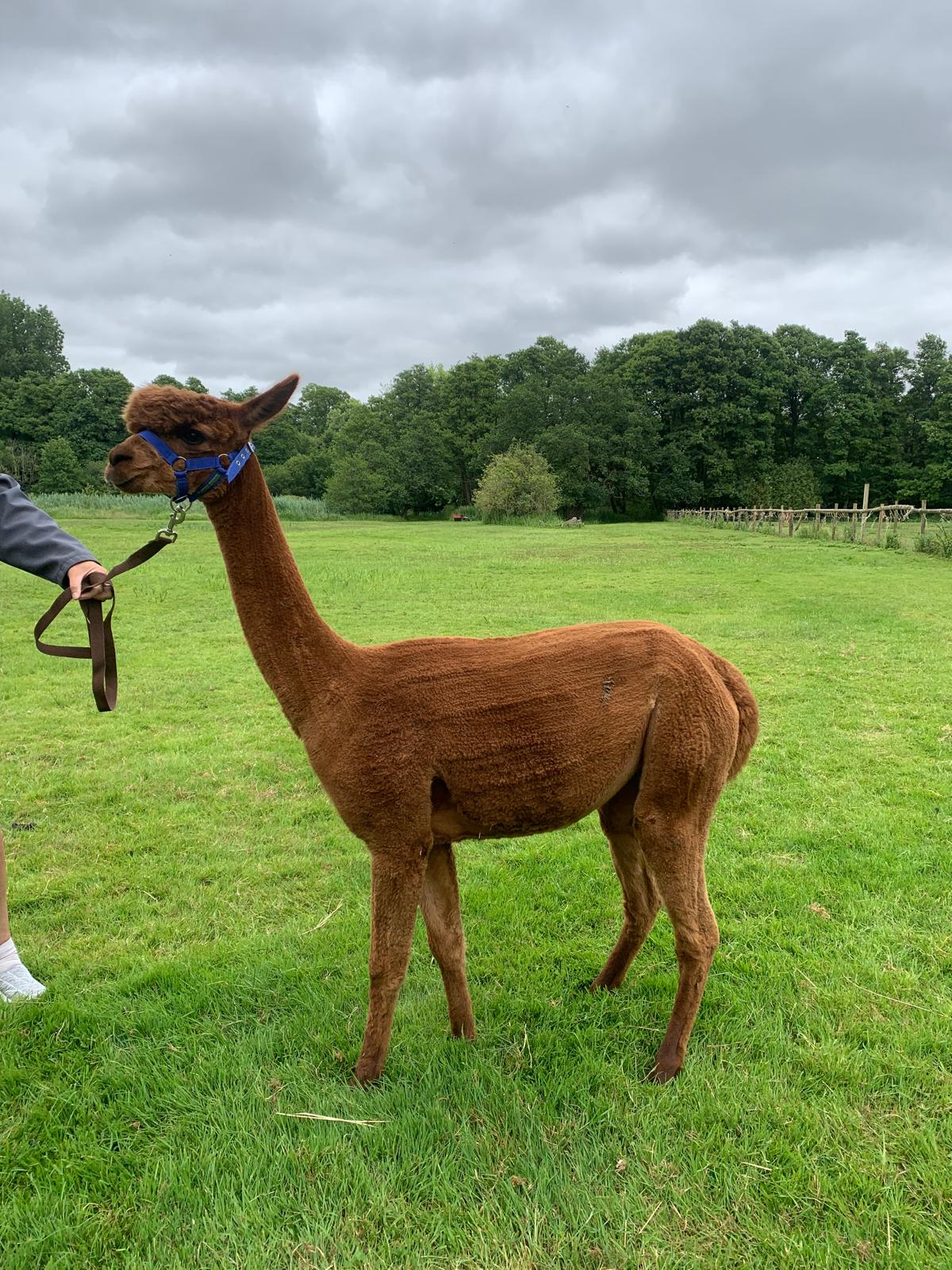 Honeysuckle solid dark fawn female alpaca for sale - BAS UKBAS43681 Huacaya breeding stock Hampshire