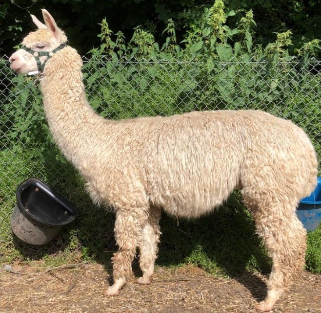 Hensting Jet - White Suri Male Alpaca for Sale