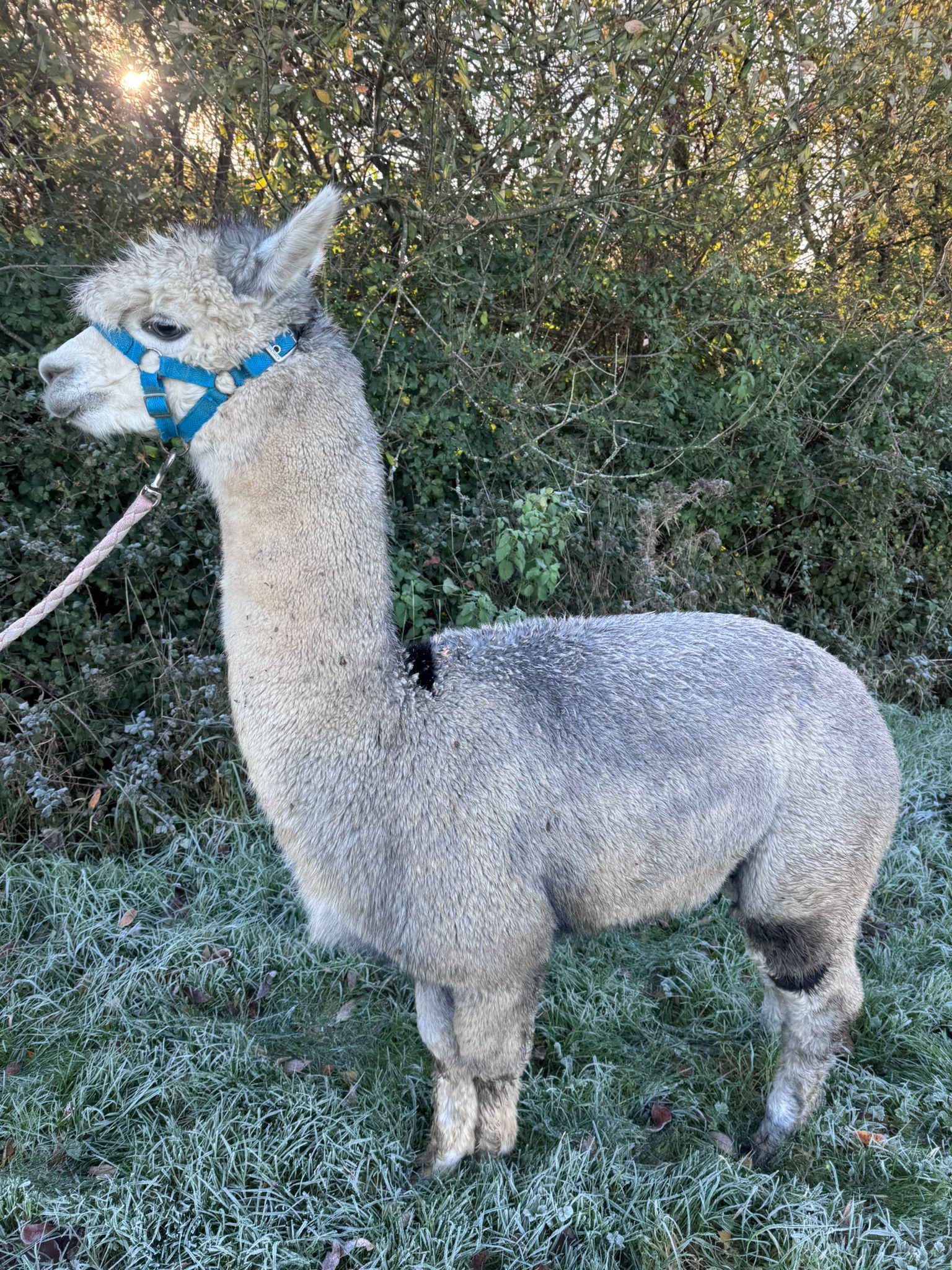 Hensting Luna mid silver grey tuxedo female alpaca for sale - rare grey UKBAS47982 daughter of Willowbrook Bella £2,800 sale price
