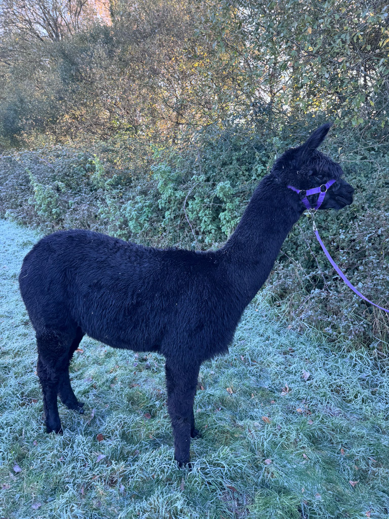 Hensting Mulan — black female alpaca Hampshire with grey genetics, Inca Grand Design bloodline, BAS UKBAS45728