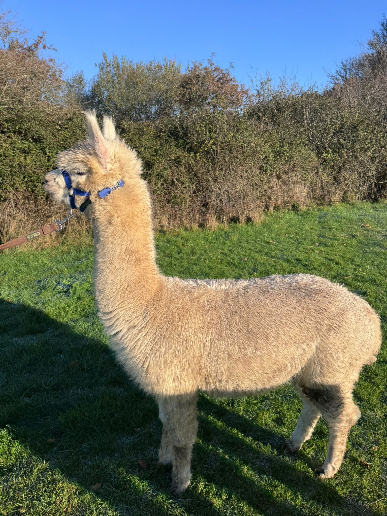Hensting Olaf — solid white Huacaya male alpaca for sale Hampshire, BAS BNBAS17982