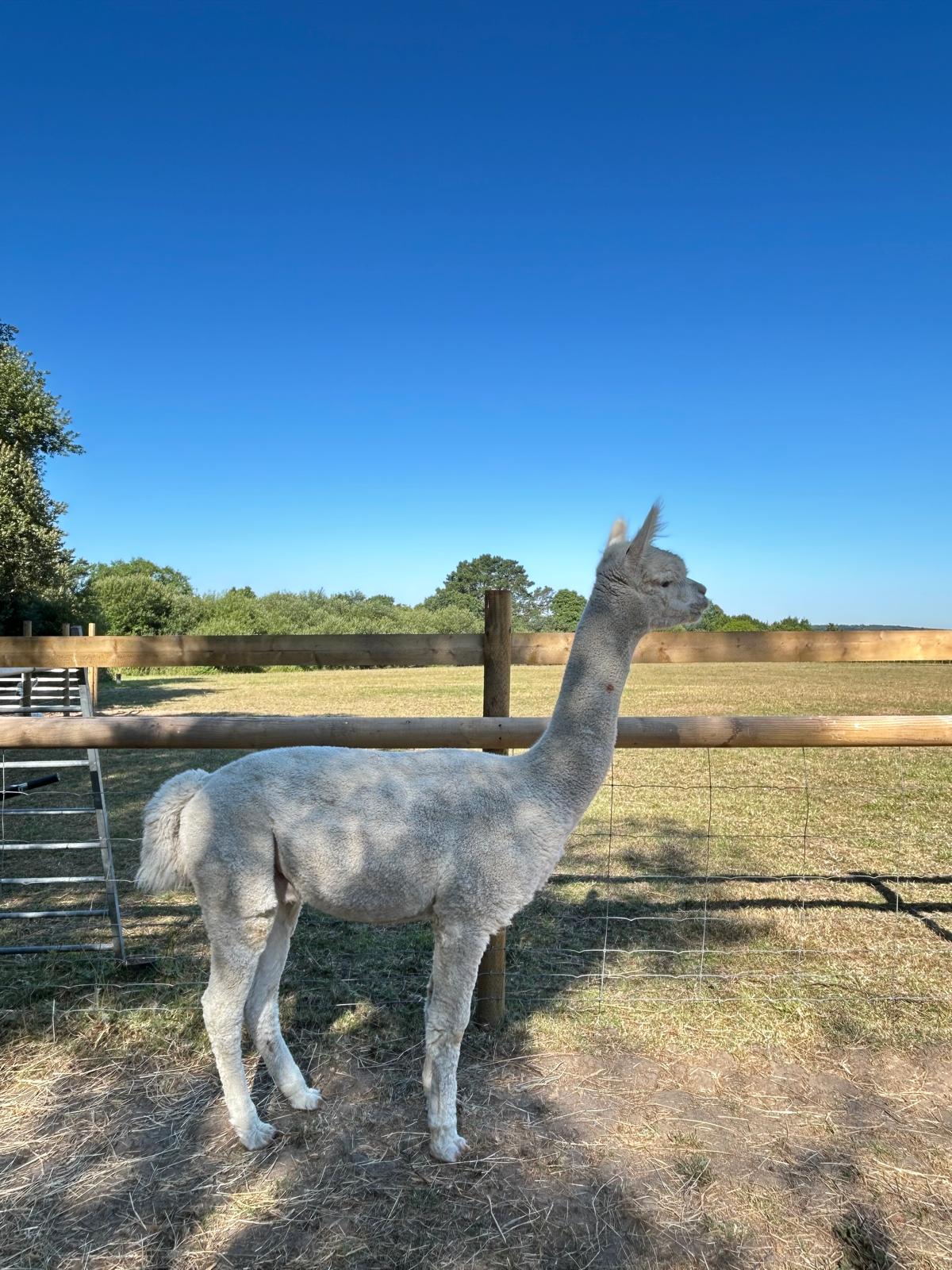 Hensting Cerro de Pasco - White Accoyo Male Alpaca for Sale