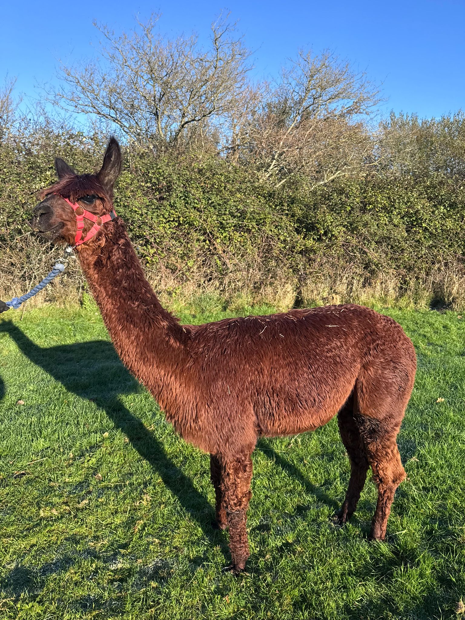 Hensting Simba — rare dark brown Suri male alpaca for sale Hampshire, BAS BNBAS17985