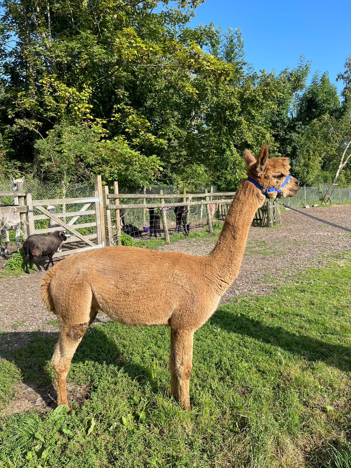 Willowbrook Bella pregnant mid fawn female alpaca for sale UK - BAS UKBAS38624 proven breeder £2,100 sale price