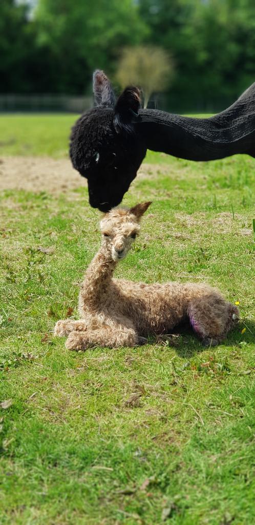 Black mother alpaca nuzzling her baby at Hensting Alpacas