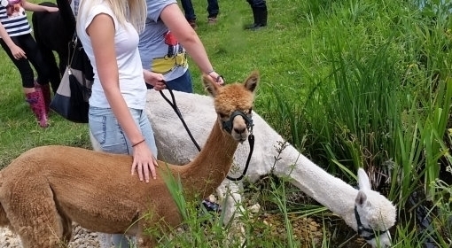 Autumn Alpaca Walks Hampshire