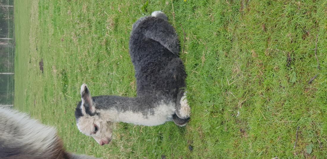 Half Term Activities Hampshire — Alpaca Walks for Families
