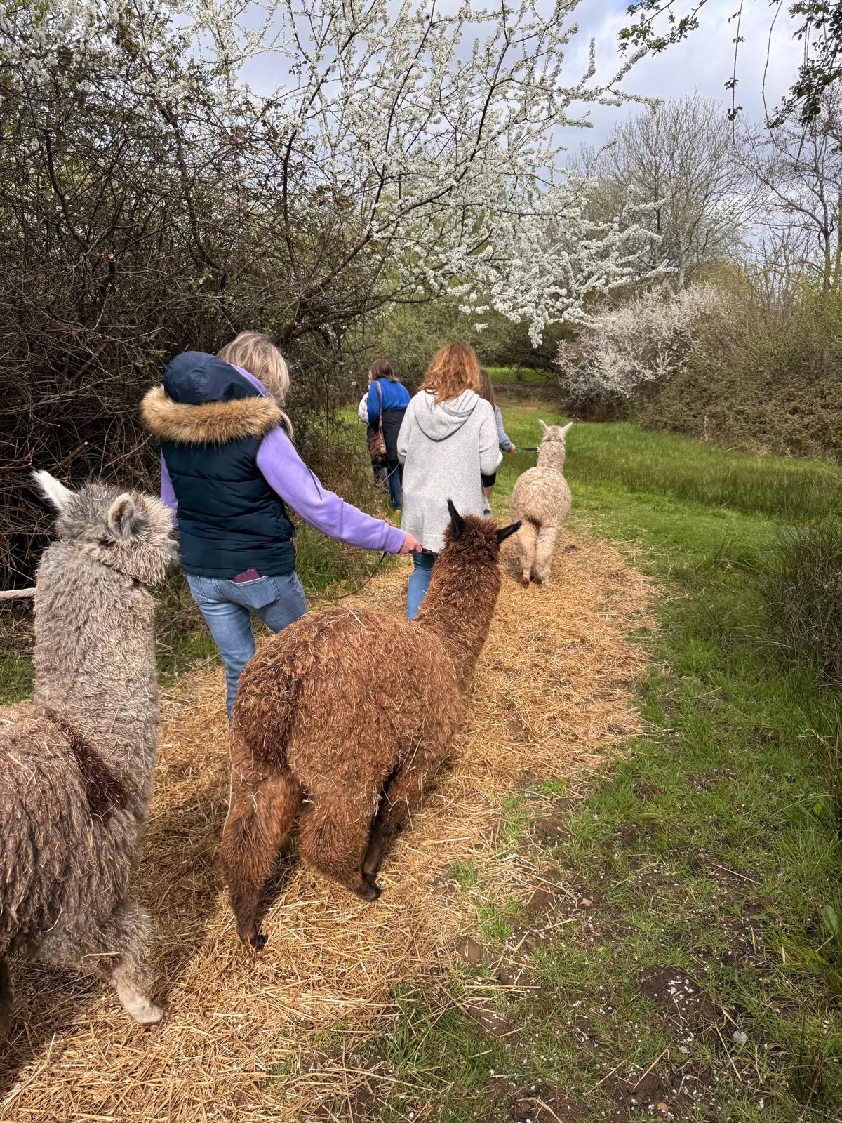 Beautiful countryside setting at Itchen Valley Country Park where Hensting Alpacas operates