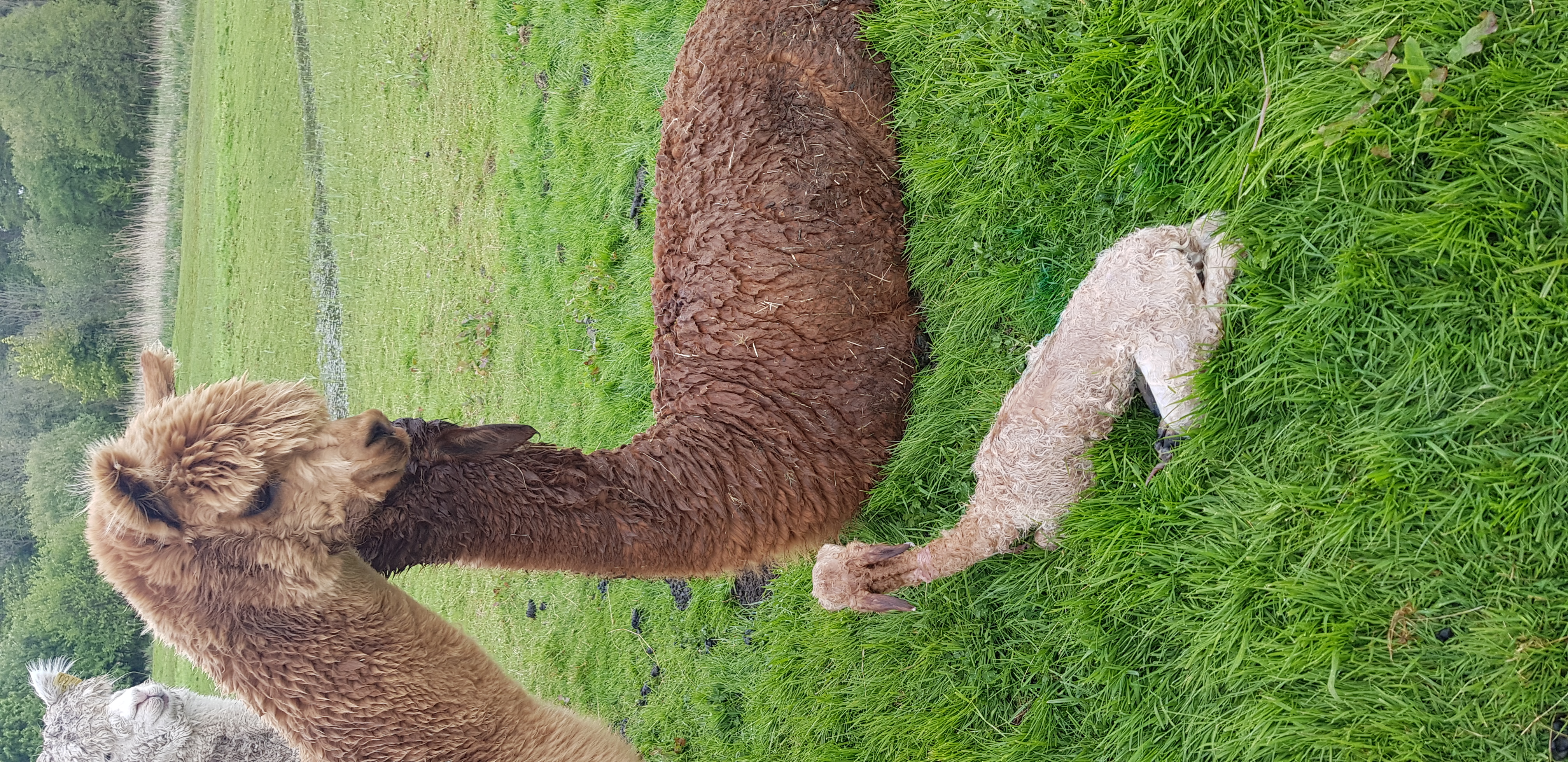 Light brown baby alpaca staying close to mother at Hensting Alpacas