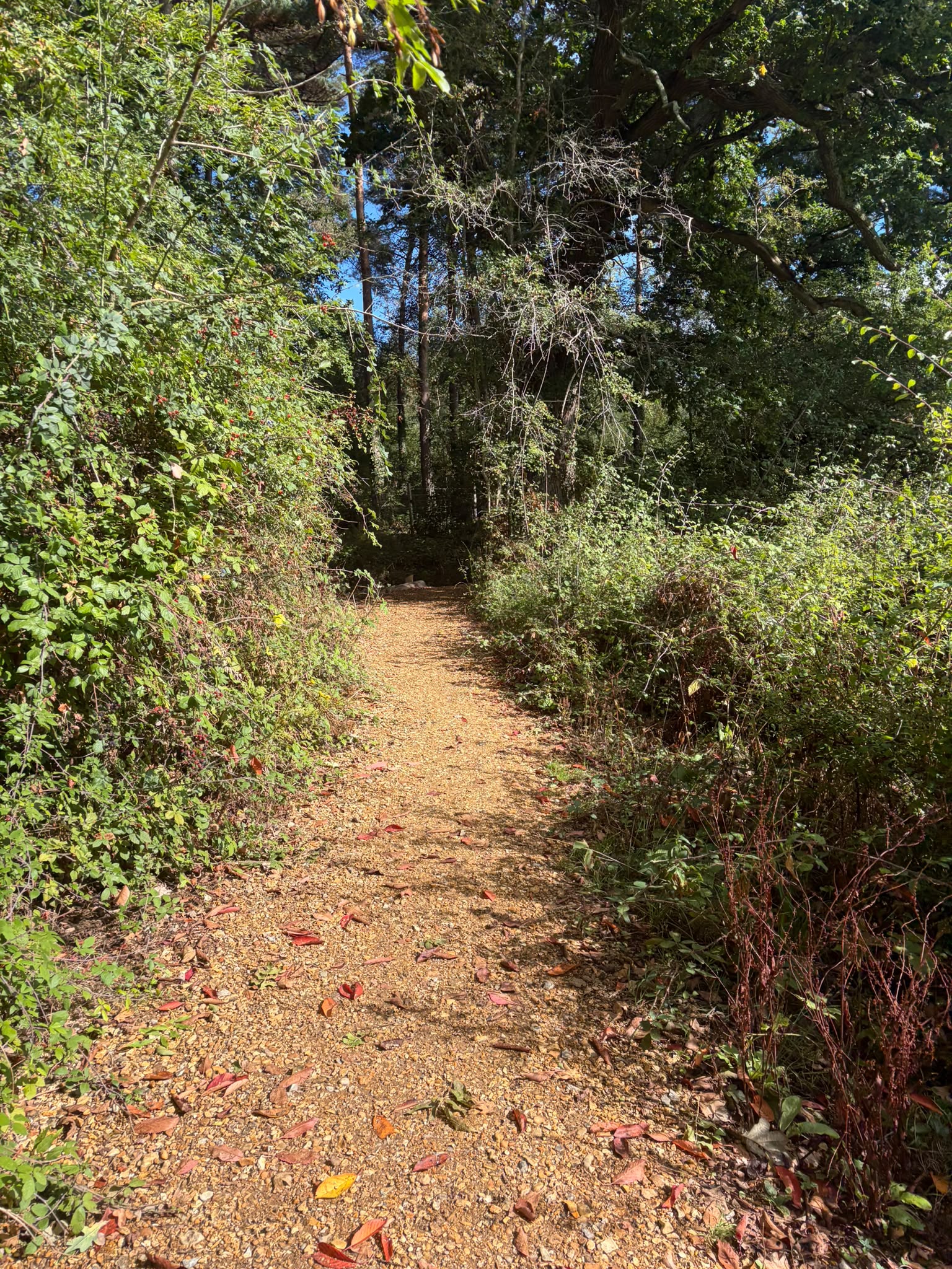 Narrow gravel pathway lined with hedges