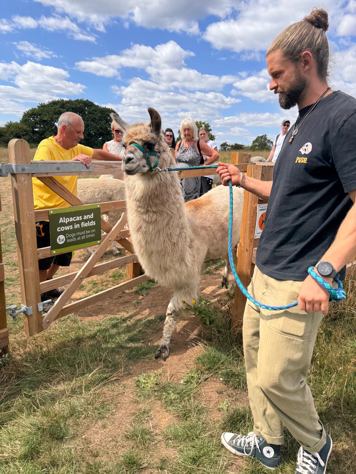 Piper the llama at Hensting Alpacas - friendly farm keeper experience llama for kids Southampton Hampshire