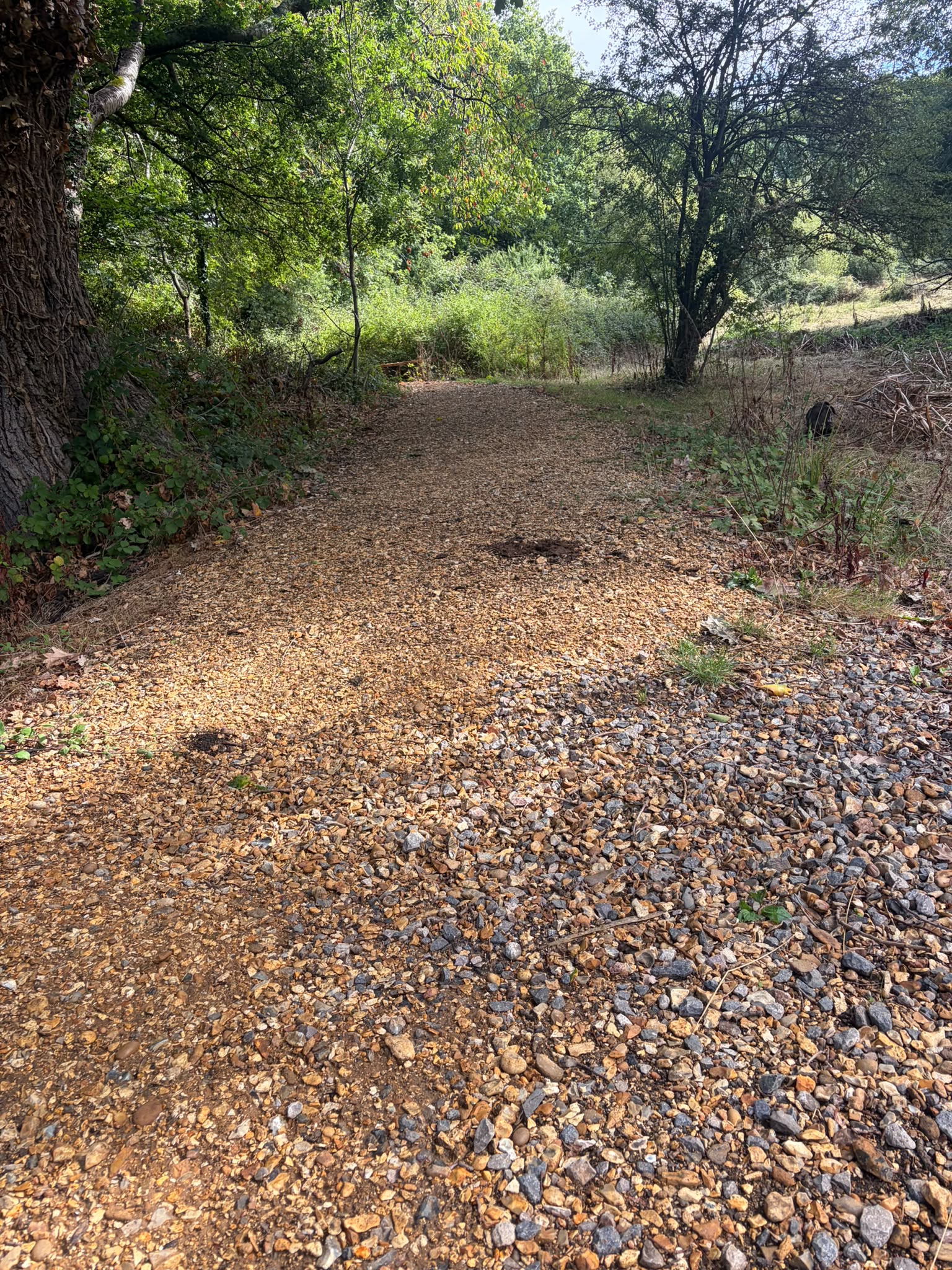 Wider shingle track through wooded area
