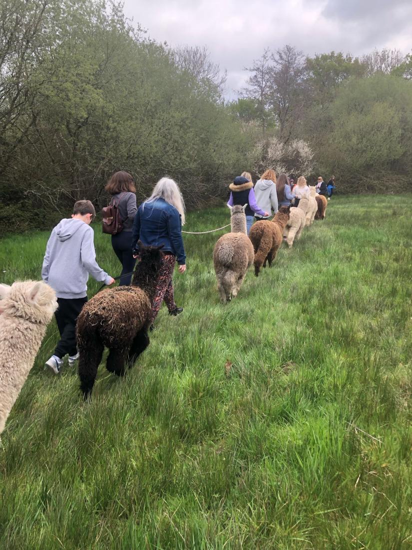 Alpacas for Sale & Adoption Hampshire - Hensting Alpacas Hub