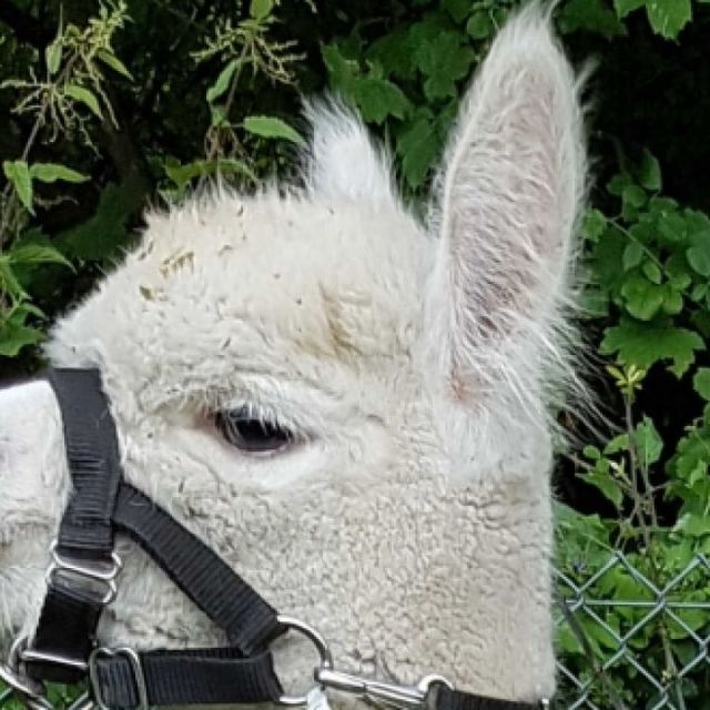 Alpaca Studs top quality males- Hensting Alpacas