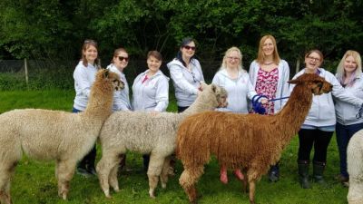 Adult Alpaca Fleece Fleece for sale - Hensting Alpacas