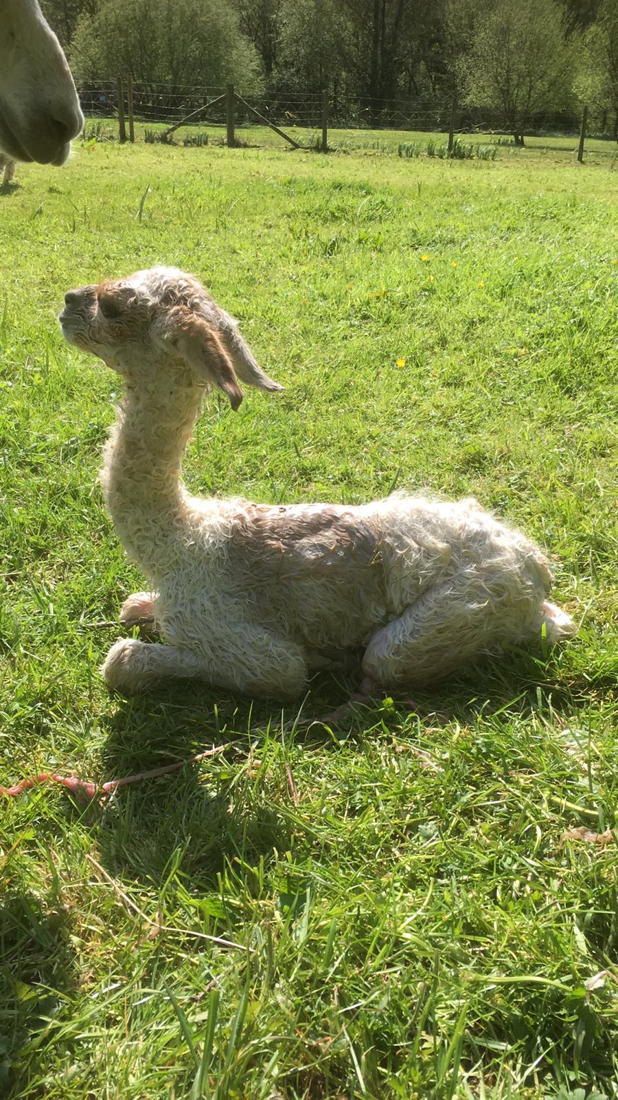 Adult Alpaca Fleece Fleece for sale - Hensting Alpacas